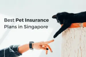 best pet insurance for cats and dogs singapore